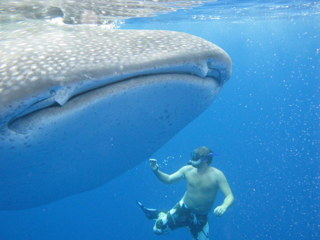 ホテルオハナ ヘライ ゲスト ハウス カイルア・コナ エクステリア 写真